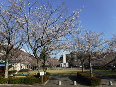 20170404桜の開花情報